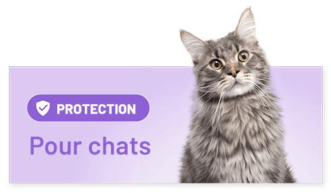 Protection sélamectin pour chats