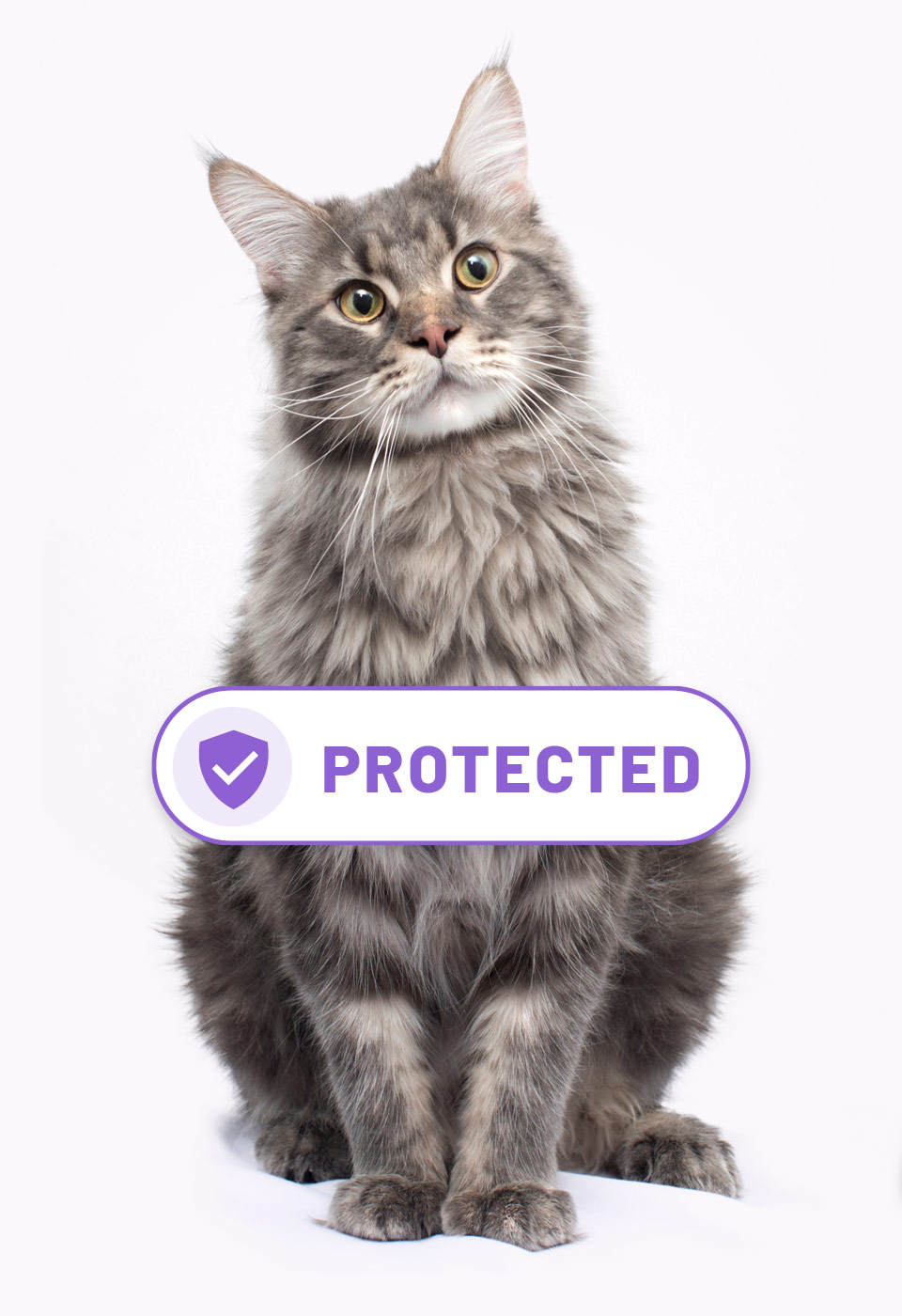 Protected Cat